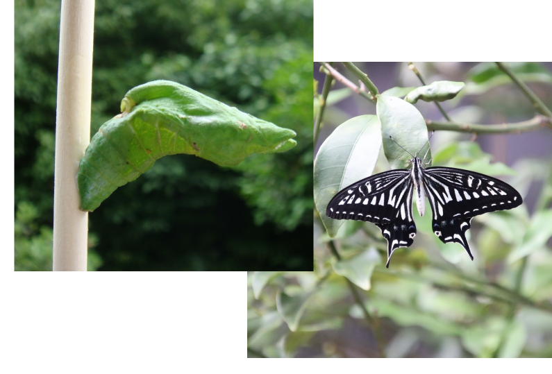 自由研究その５