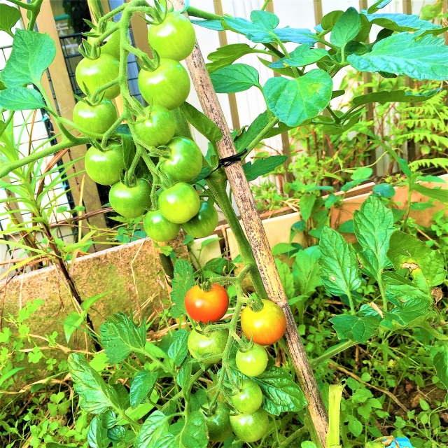 自由研究その７